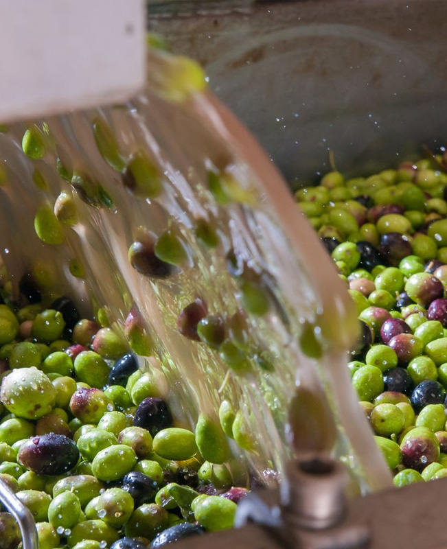 Esmea olives in the cold pressing process