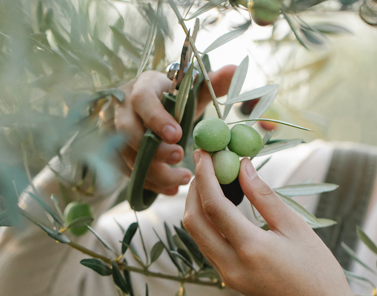 Hand cutting Esmea olives from a tree