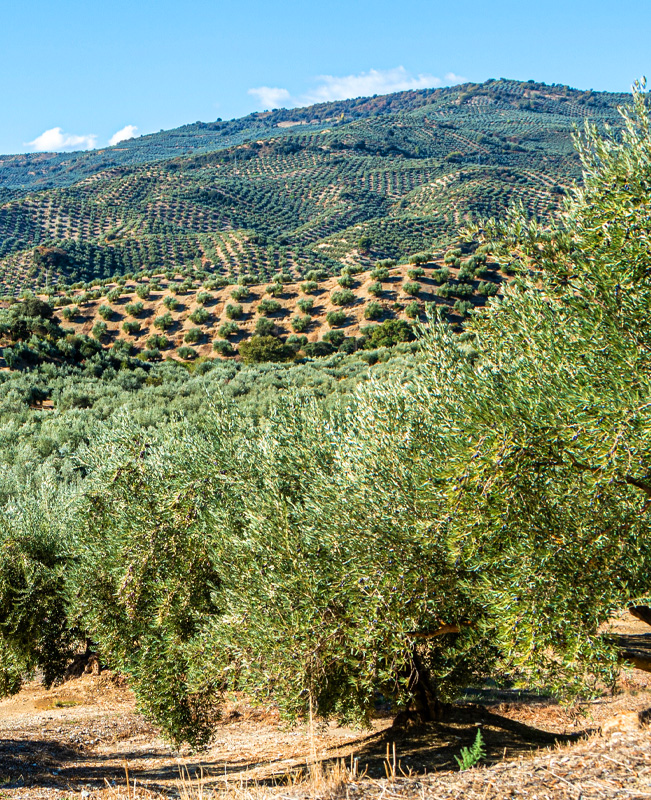 Olive trees in Mesopotamia